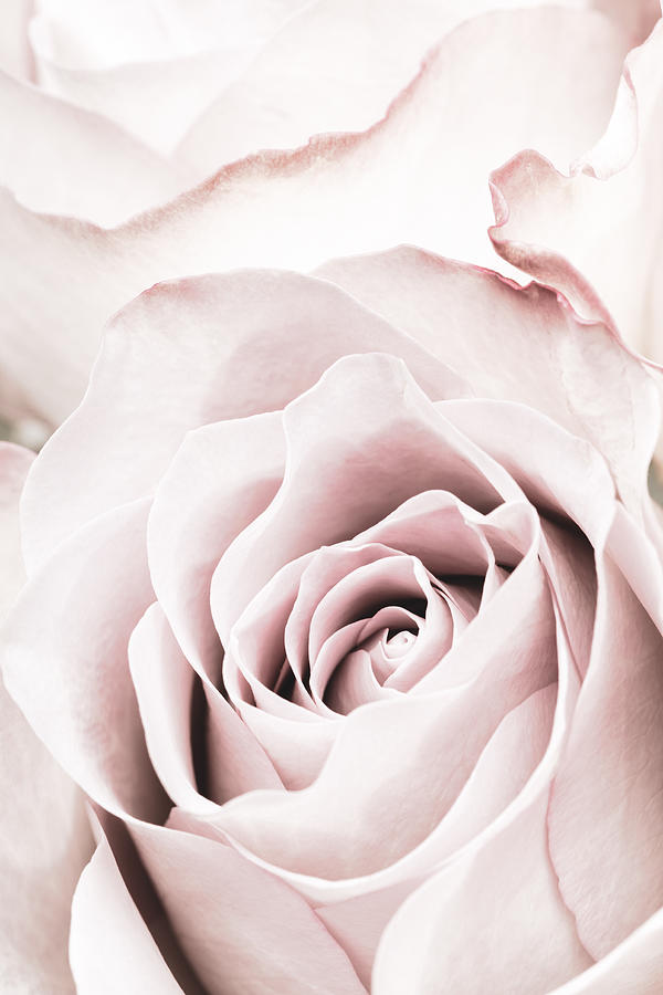 Pink Rose No 05 Photograph by 1x Studio Iii
