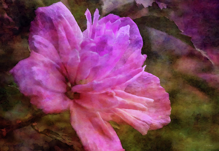 Pink Rose of Sharon 4922 IDP_2 Photograph by Steven Ward