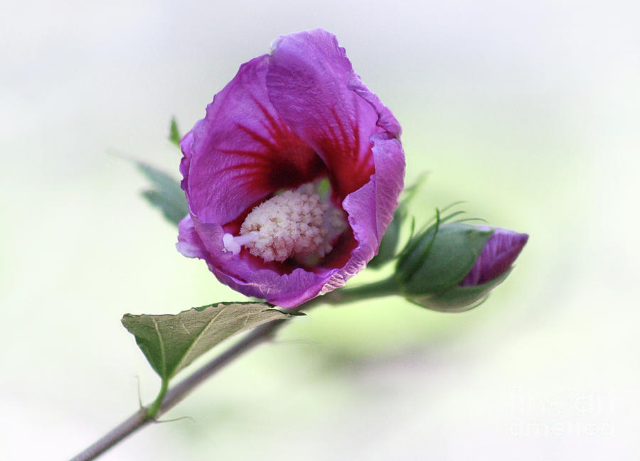 Pink Rose of Sharon Bloom Photograph by Karen Adams