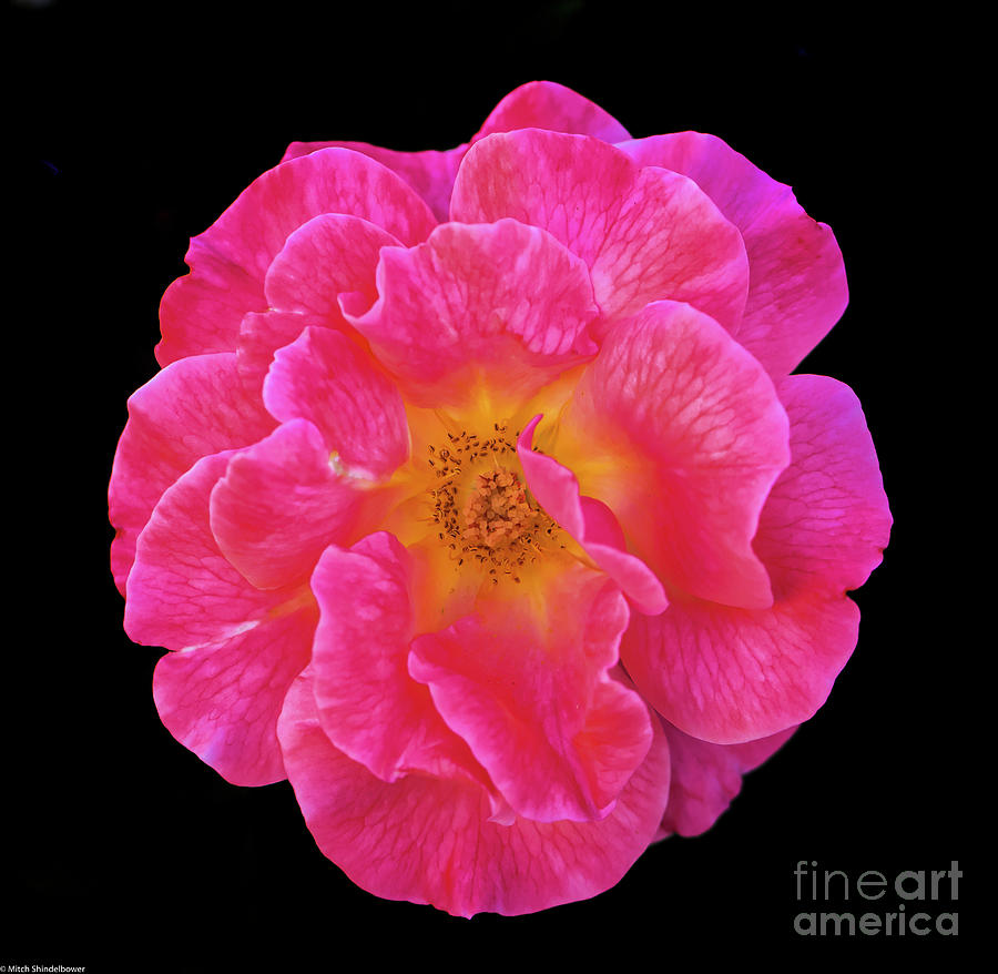 Pink Rose  On Black Photograph by Mitch Shindelbower