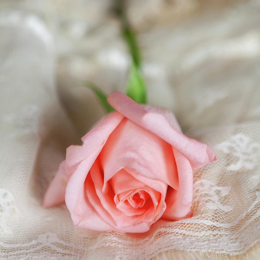 Pink Rose on White Lace Photograph by Dan Carmichael