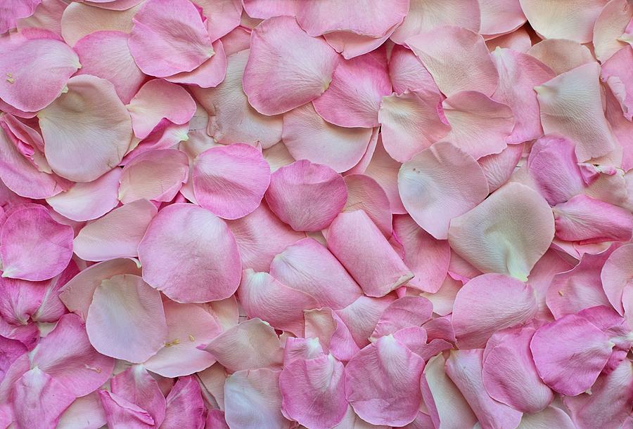 Pink rose petals Photograph by Top Wallpapers
