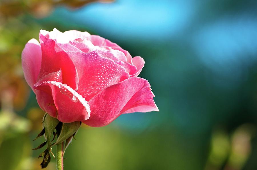 Pink Rose Photograph by Puthoor Photography