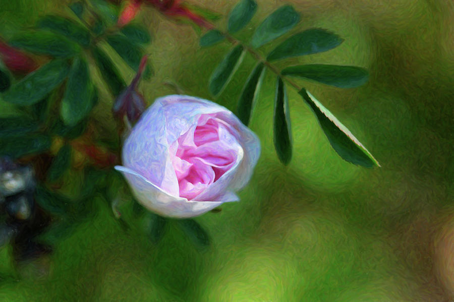Pink Rose - Romantic Encounter - by Omaste Witkowski Digital Art by Omaste Witkowski