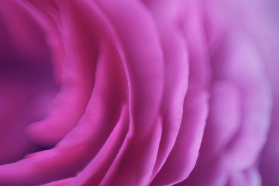 Pink Rose Photograph by Rosalba Porpora