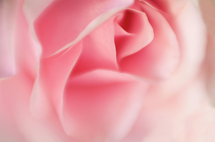 Pink Rose Selective Focus Photograph by Jpecha