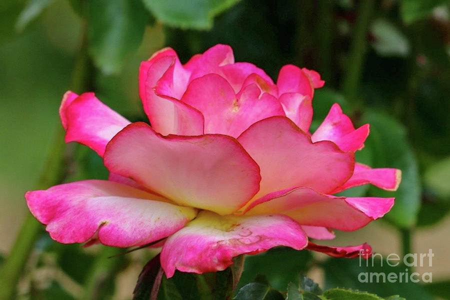 Pink Rose Photograph by Susan Rydberg