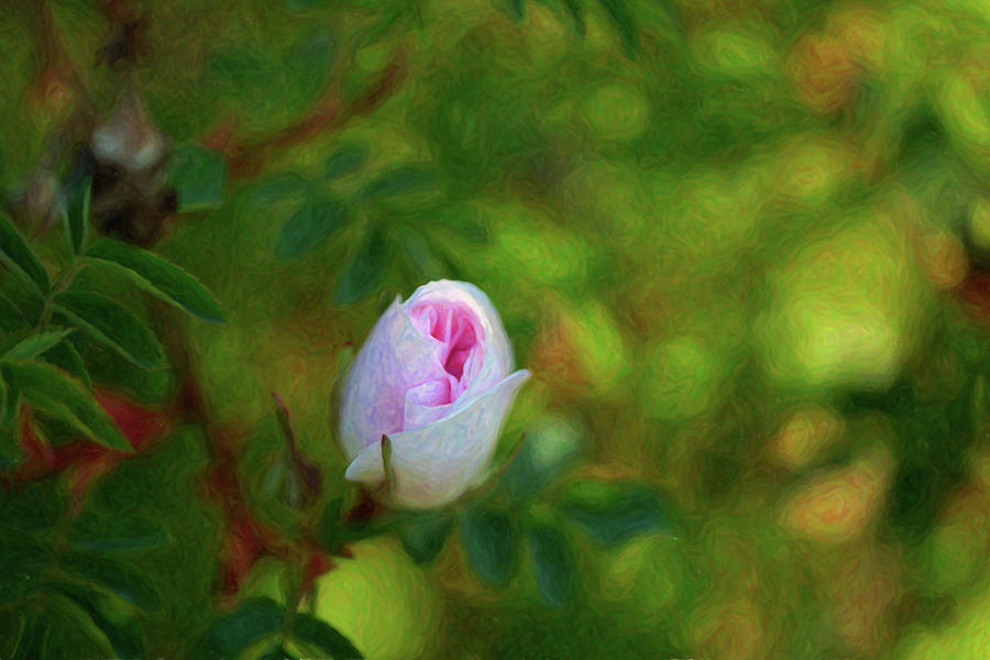 Pink Rose - True Love - by Omaste Witkowski Digital Art by Omaste Witkowski
