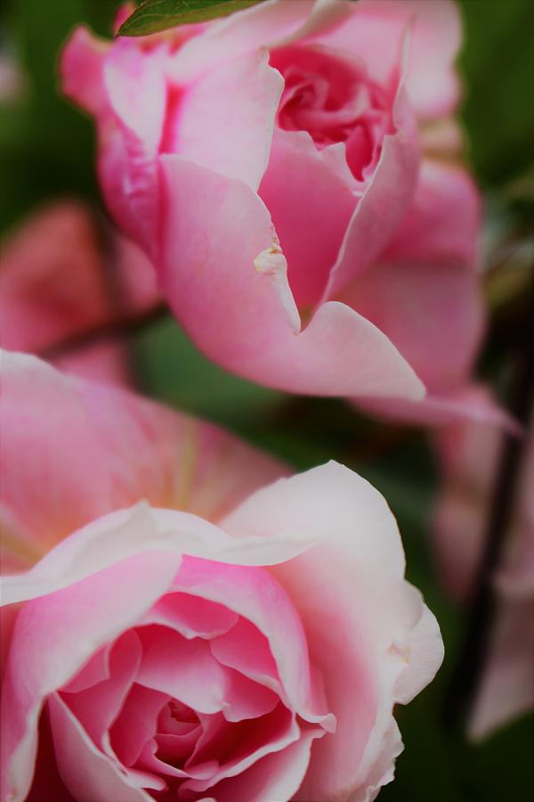 Macro Photograph - Pink Rose Twins by Loretta S