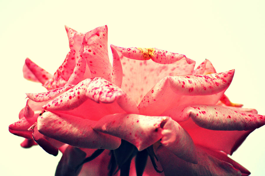 Pink Rose Photograph by V Chettleburgh