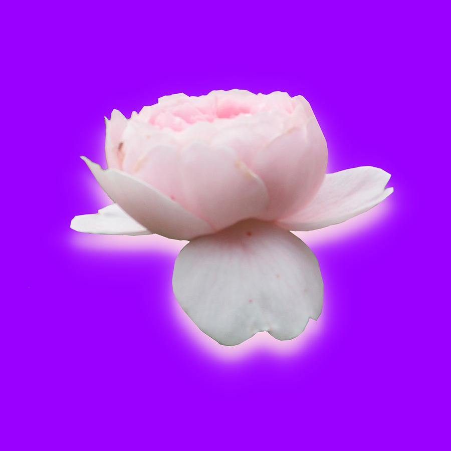 Pink Rose by Wilma Barnwell Pink Rose by Wilma Barnwell