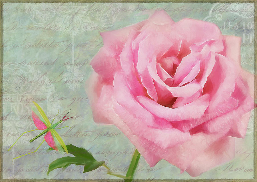 Grasshopper Photograph - Pink Rose With Grasshopper I by Cora Niele