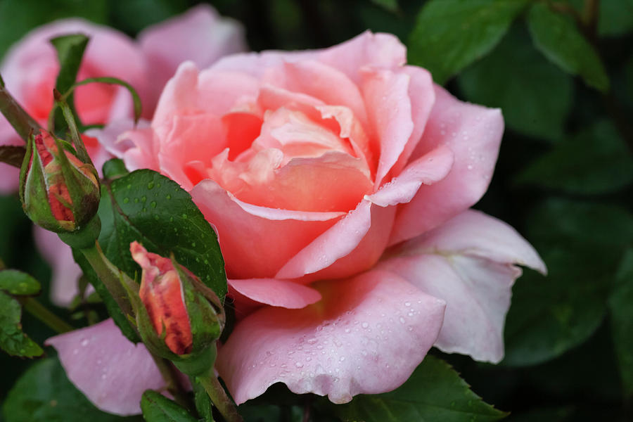 Pink Rose with Raindrops by Elaine Farrington Johnson Pink Rose with Raindrops by Elaine Farrington Johnson