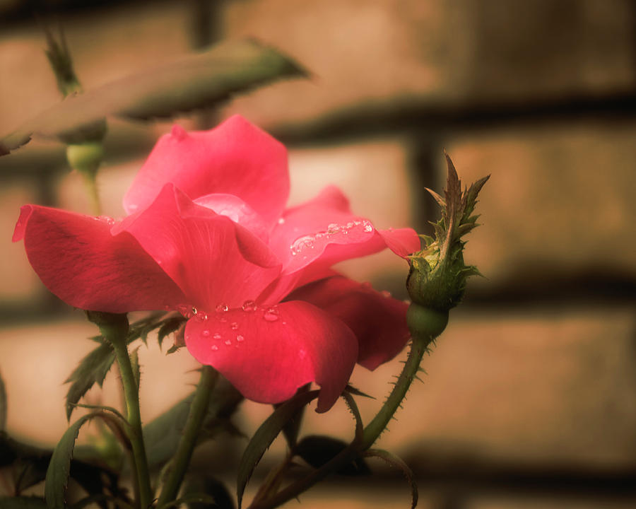 Pink Rose With Raindrops Photograph by Laura Vilandre