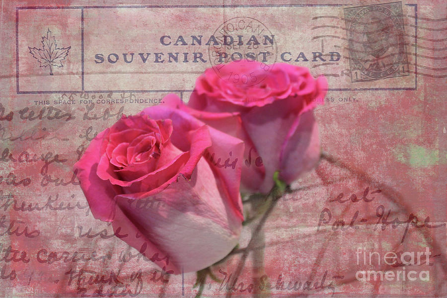 Pink Rosebuds on Vintage 1905 Postcard Photograph by Nina Silver