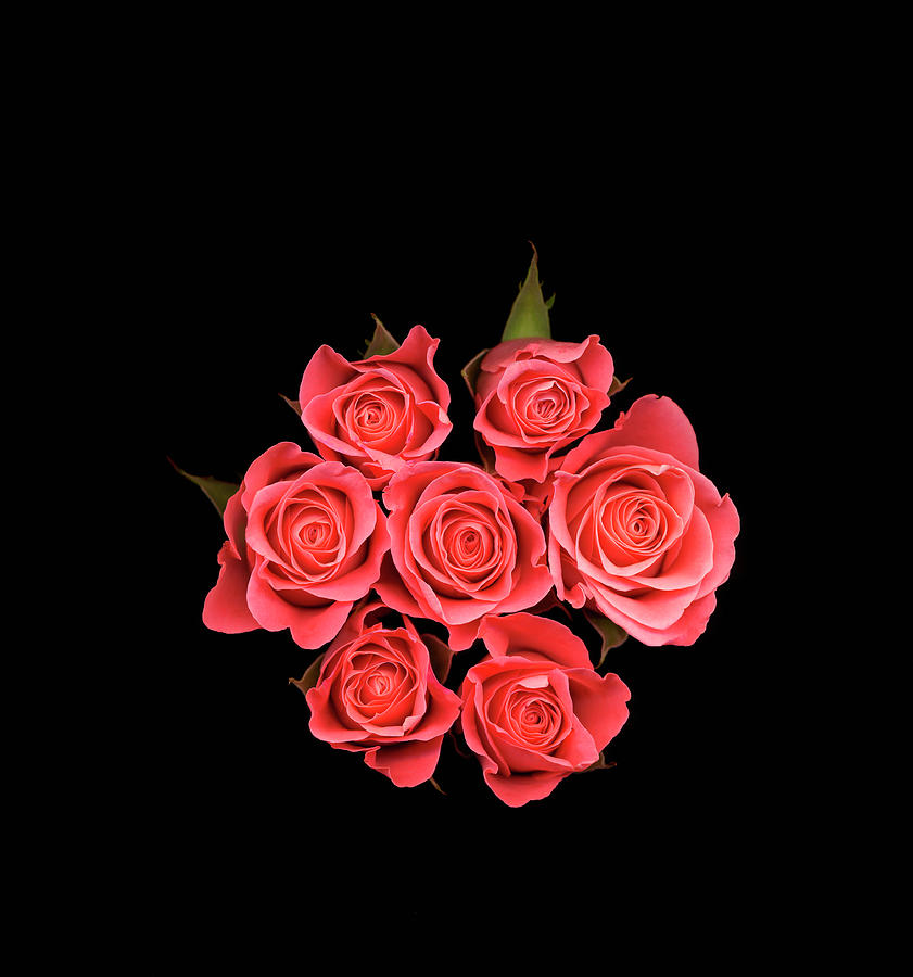 Pink Roses Against Black Background Photograph by Mike Hill