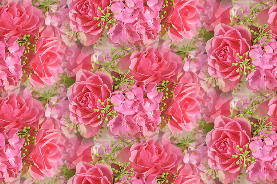 Pink Roses And Hydrangea Photograph by Cora Niele - Fine Art America