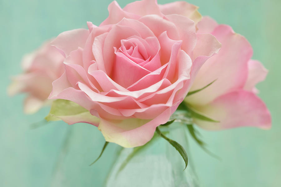 Flower Photograph - Pink Roses by Cora Niele