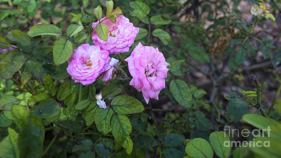 Pink Roses Photograph by Felix Lai