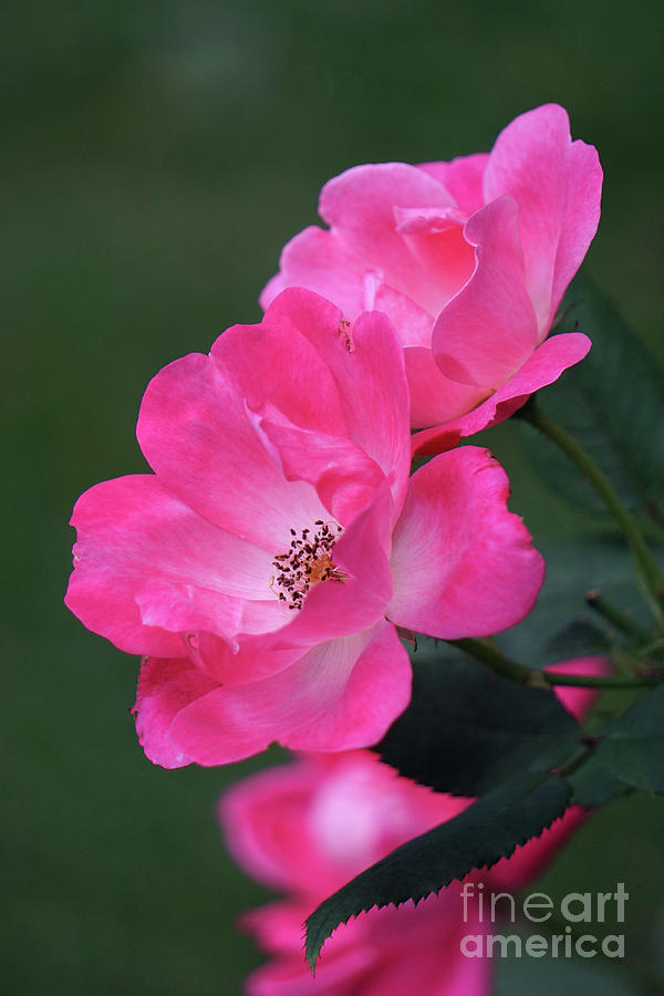 Pink Roses Photograph by HD Connelly