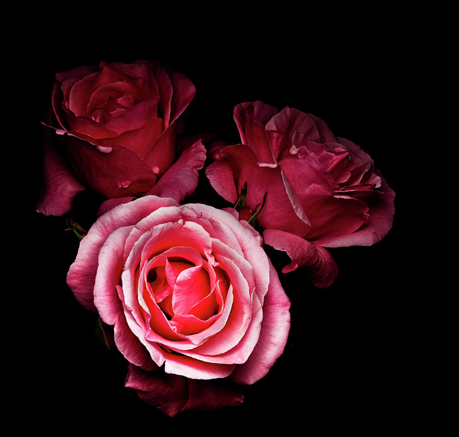 Pink Roses Photograph by Inigo Cia