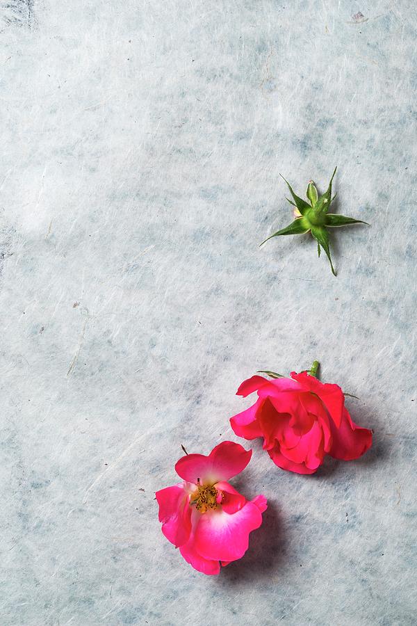 Pink Roses Photograph by Mandy Reschke