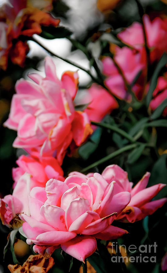 Pink Roses Photograph by Marina McLain