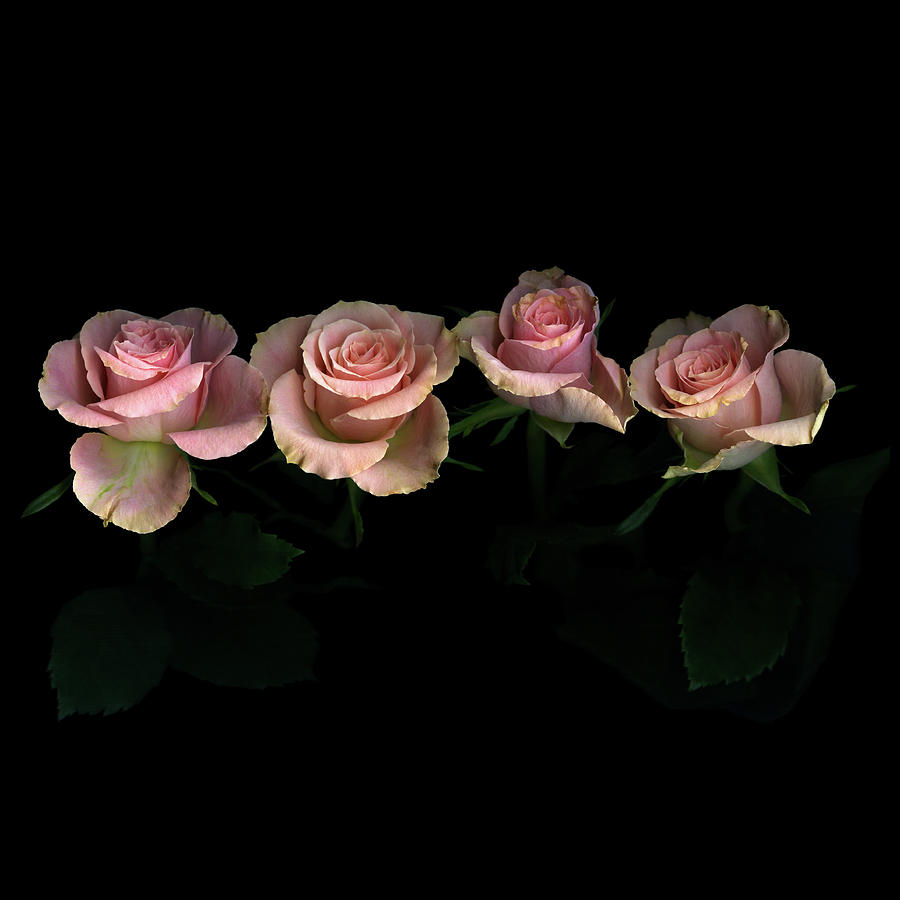 Pink Roses On Black Background Photograph by Photograph By Magda Indigo