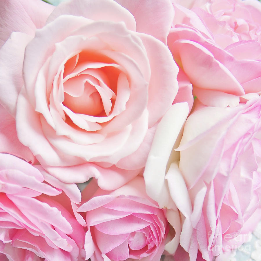 Pink Roses Photograph by Sylvia Cook