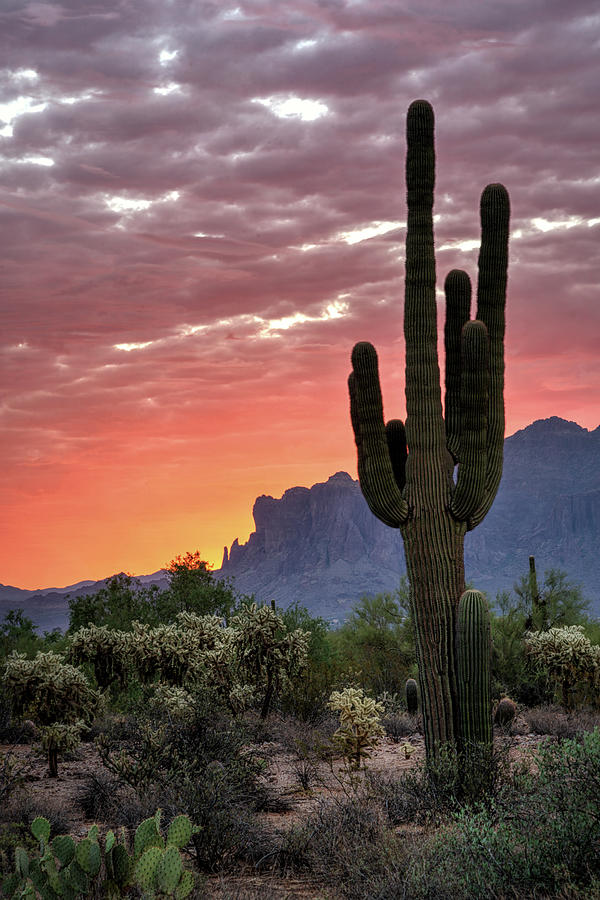 Pink Saguaro Sunrise In The Sonoran  Photograph by Saija Lehtonen