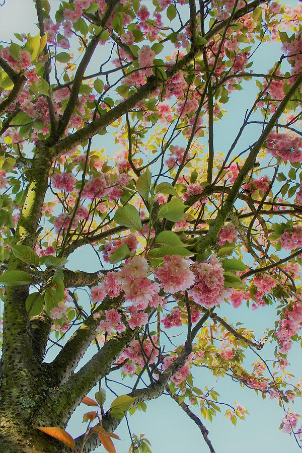 Pink Sakura Blossoms Photograph by Loretta S