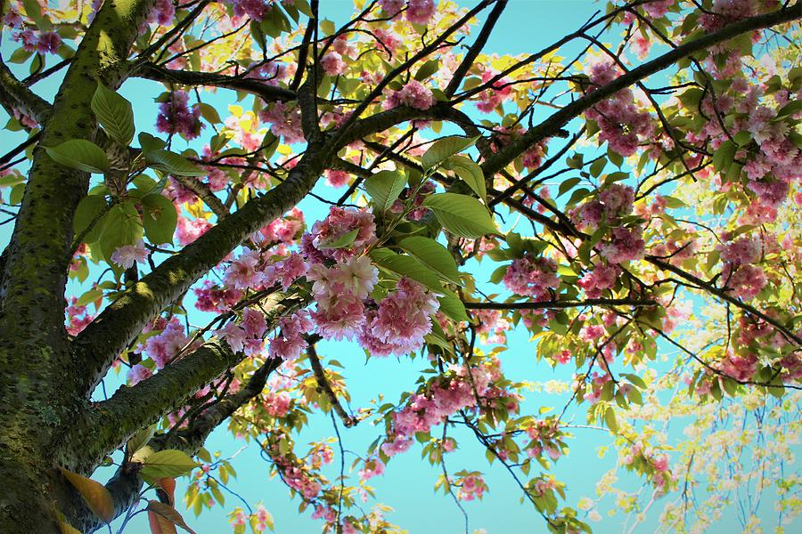 Pink Sakura Flower Tree Photograph by Loretta S
