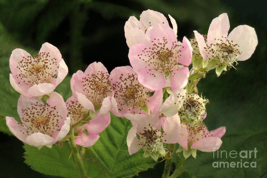 Pink Salmonberry by Frank Townsley Pink Salmonberry by Frank Townsley