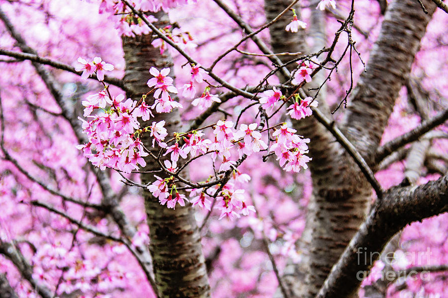 Spring Photograph - Pink by Scott Pellegrin