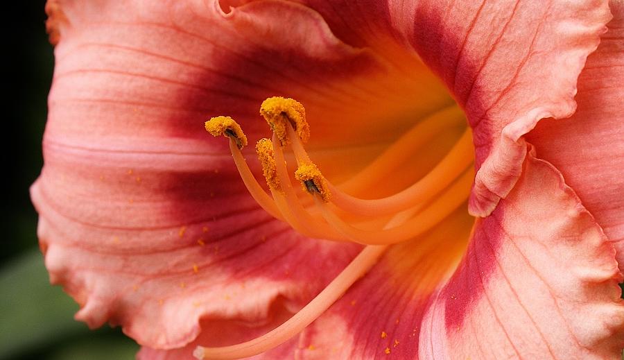 Pink Sherbert Daily Lily Photograph by Bruce Bley