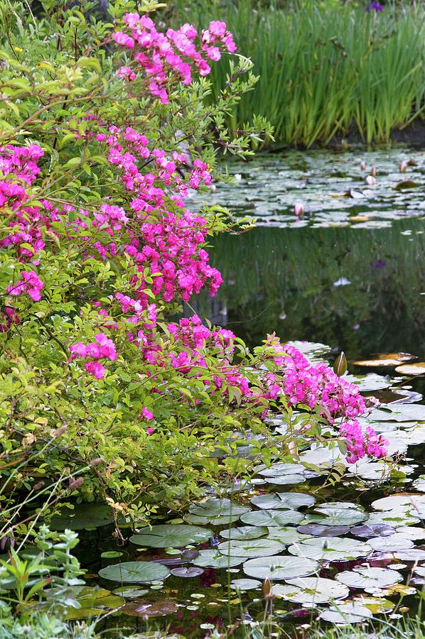 Pink Shrub Roses Growing Next To Lily Pond Bordered By Iris In Background Photograph by Franziska Pietsch