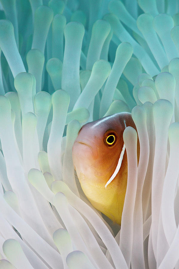 Pink Skunk Clownfish Photograph by Liquid Kingdom - Kim Yusuf Underwater Photography