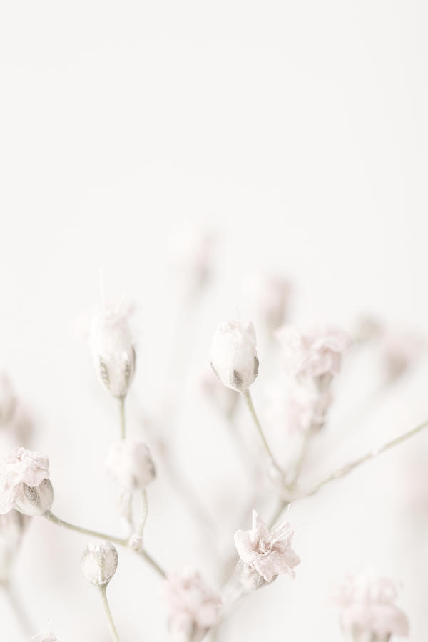 Pink Small Flowers Photograph by 1x Studio Iii