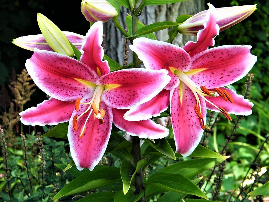 Pink Spotted Asiatic Lily Pair July Indiana Photograph by Rory Cubel ...