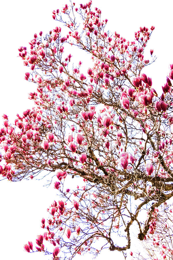 Pink Spring Photograph by Dan Carmichael