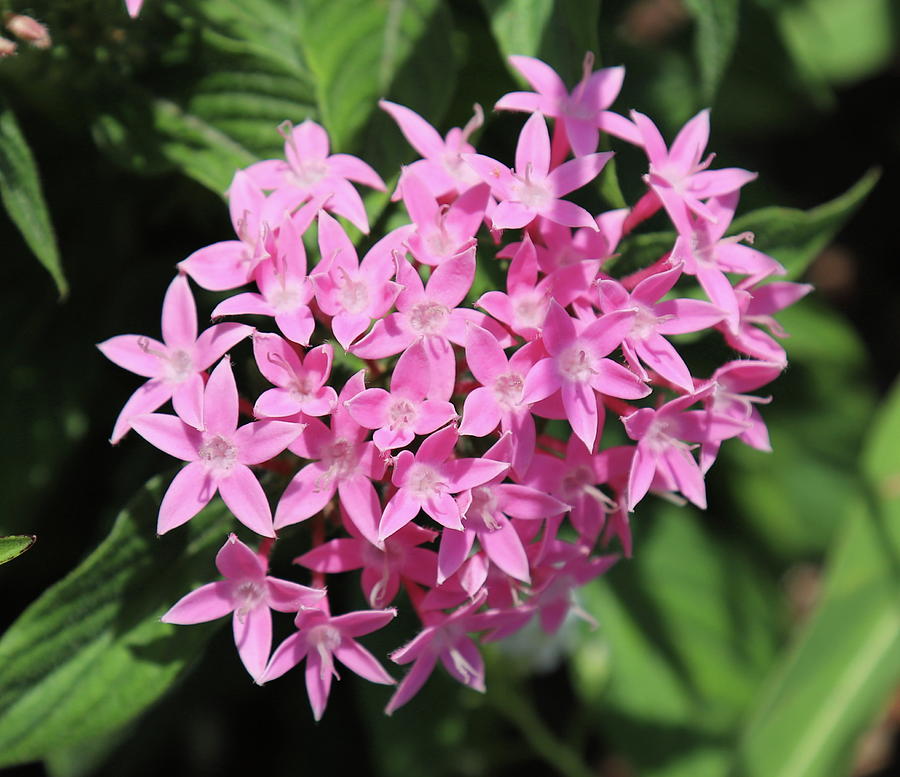 Flower Photograph - Pink Star Cluster Flowers by Cathy Lindsey