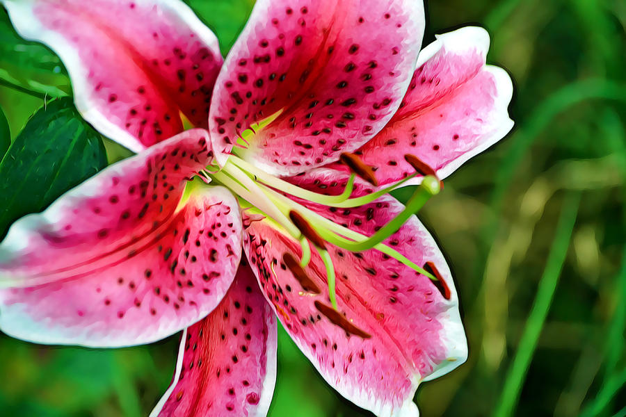 Pink Stargazer Lily. 