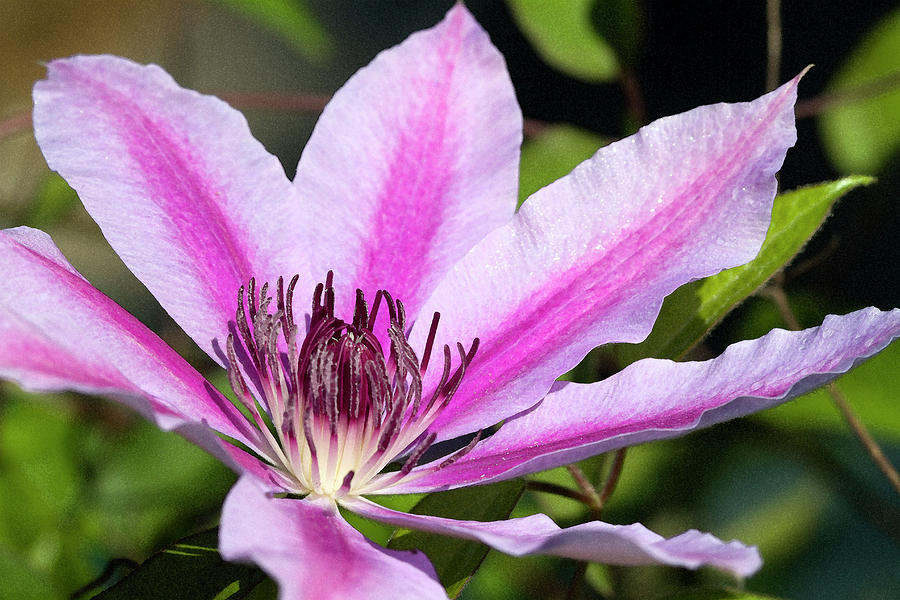 Pink Striped Carnaby Clematis Blossom Photograph by Kathy Clark