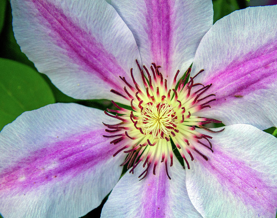 Pink Striped Clematis Close up Photograph by Jean Noren