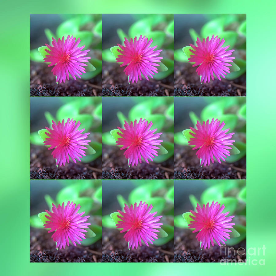 Pink Succulent Flower B7 Photograph