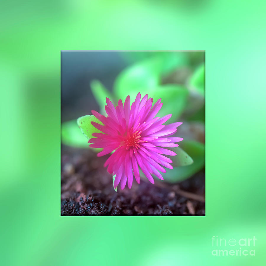 Pink Succulent Flower B9 Photograph