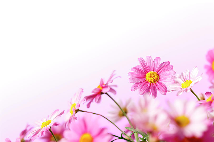 Pink Summer Daisy Flowers Photograph by Thomasvogel