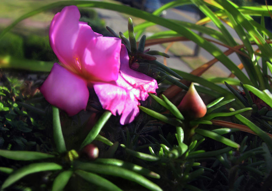 Pink Summer Flower 1 Photograph by Jaeda DeWalt