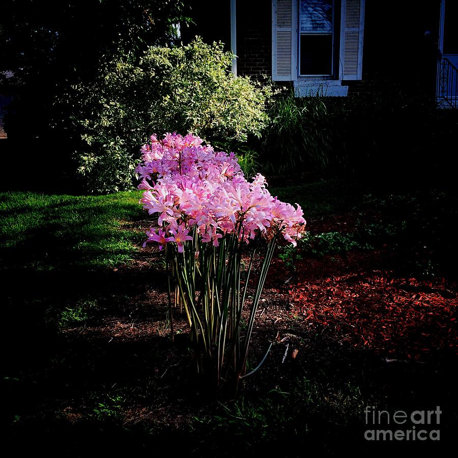 Pink Sunlit Flowers in the Neighborhood Photograph by Frank J Casella