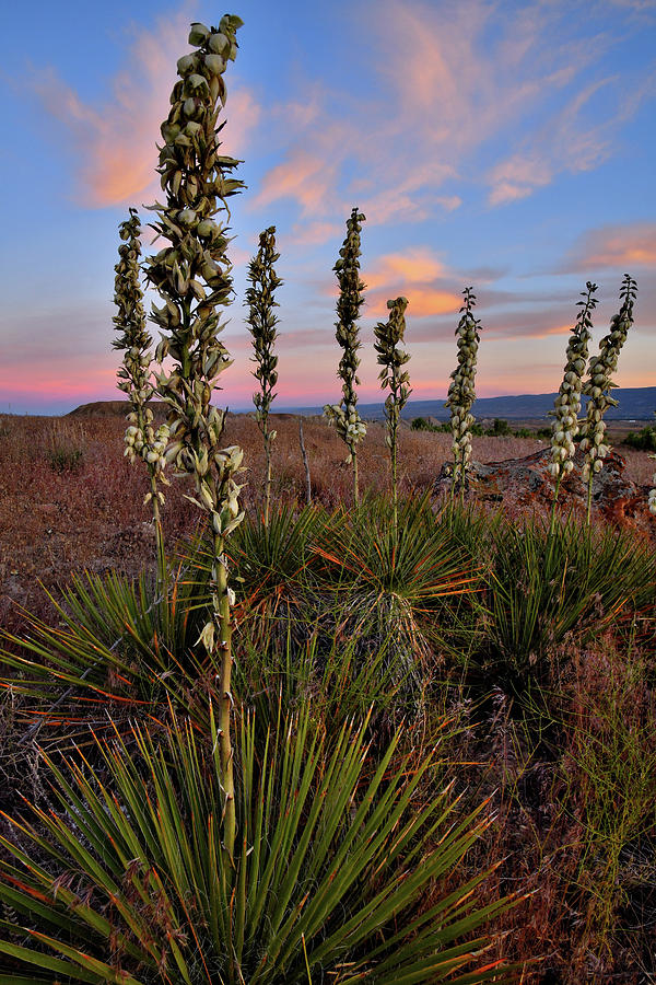 Pink Sunset Clouds Silhouette Blooming Yucca Photograph